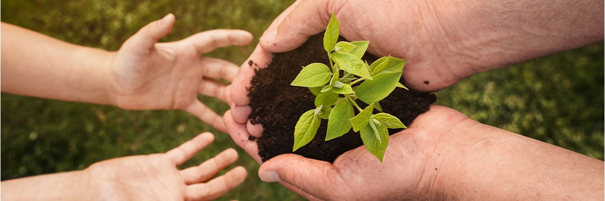 Eine Person hält eine Jungpflanze in den Händen 