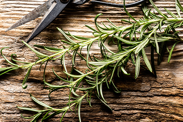 Rosmarin