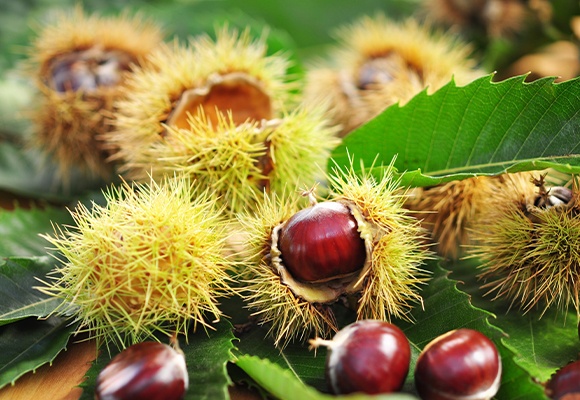 Die Edelkastanie in ihrer stachligen Hülle