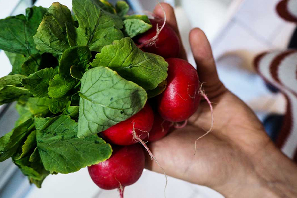 Ein Bund Radieschen