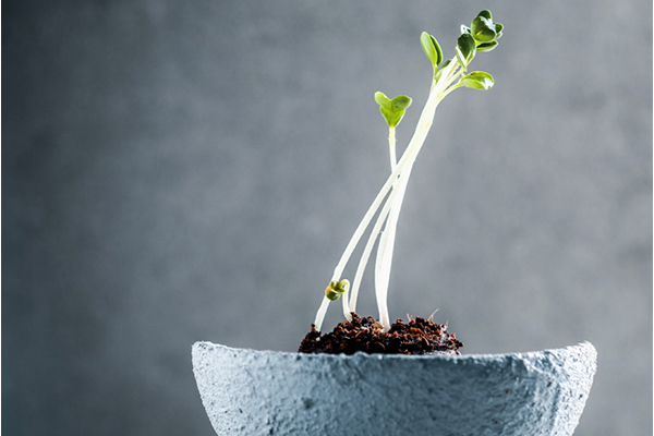 Sprossen in grauer Schüssel wachsend
