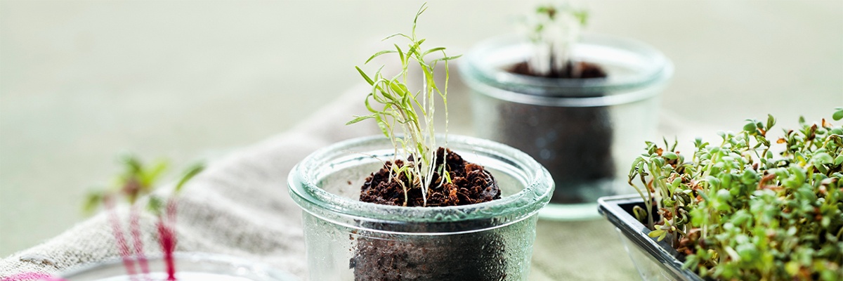 Selbst gezüchtete Sprossen und Microgreens   