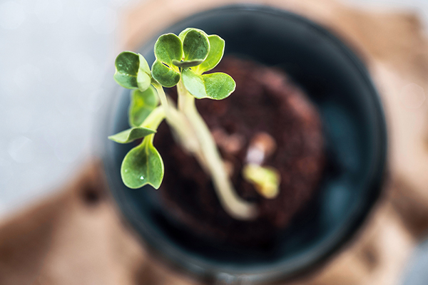 Sprossen aus der Erde