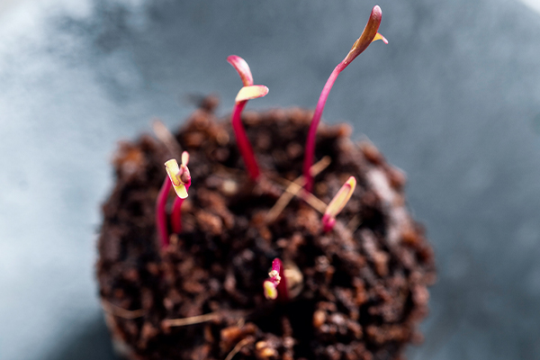 Sprießende Sprossen