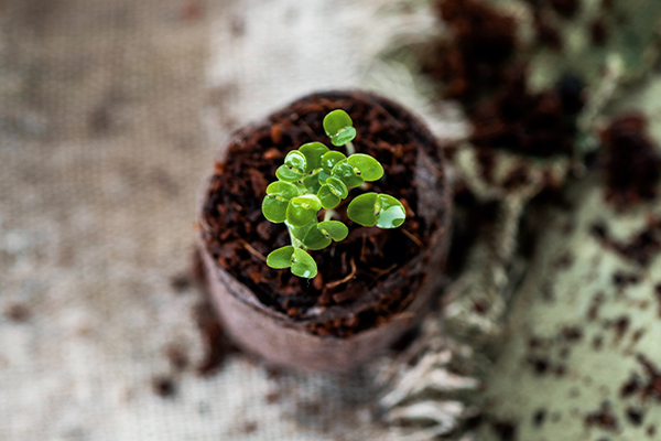Sprossen aus der Erde