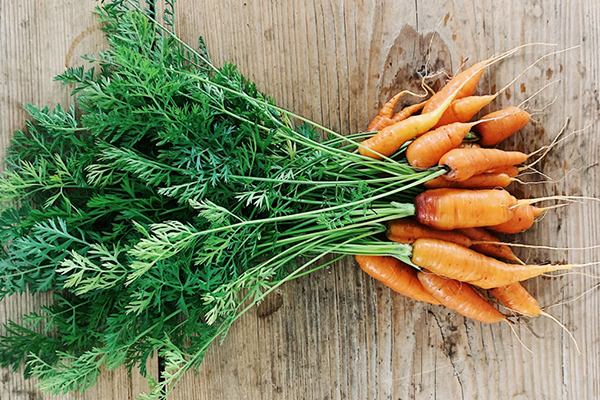 Karotten mit Karottengrün.