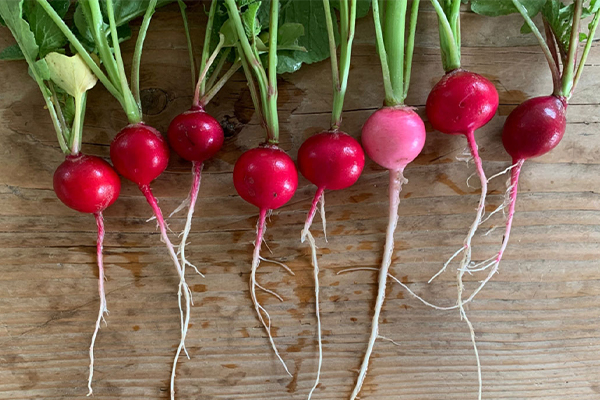 Frisch gewaschene Radieschen.