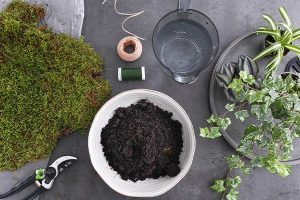 Moos, Erde, grüne Pflanzen