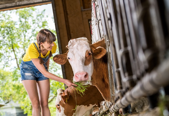 Ein Mädchen füttert eine Kuh im Stall mit Heu.