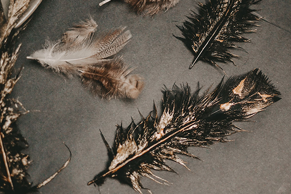 Federn, teilweise golden bemalte Federn