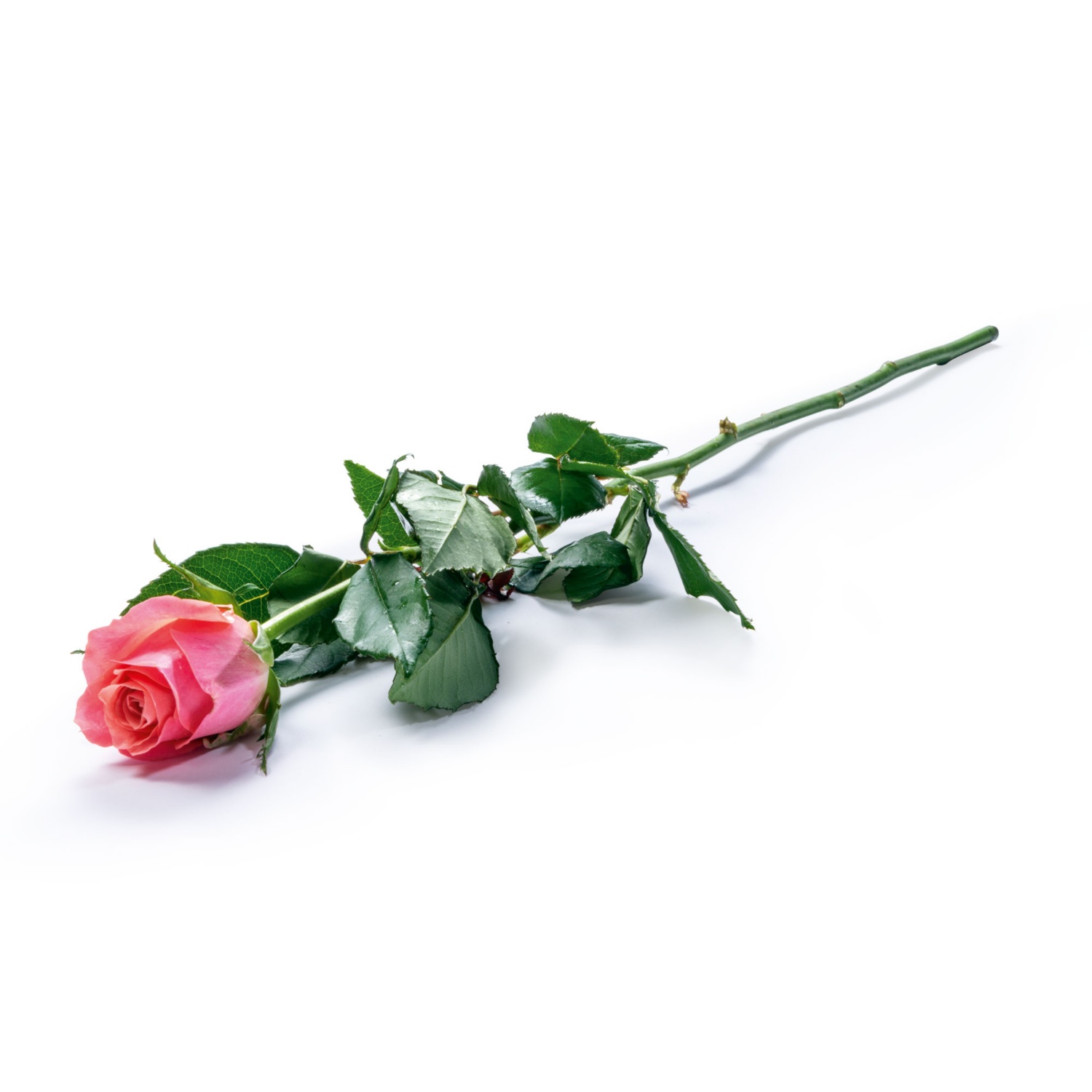 Langstiel-Rose, Rosa