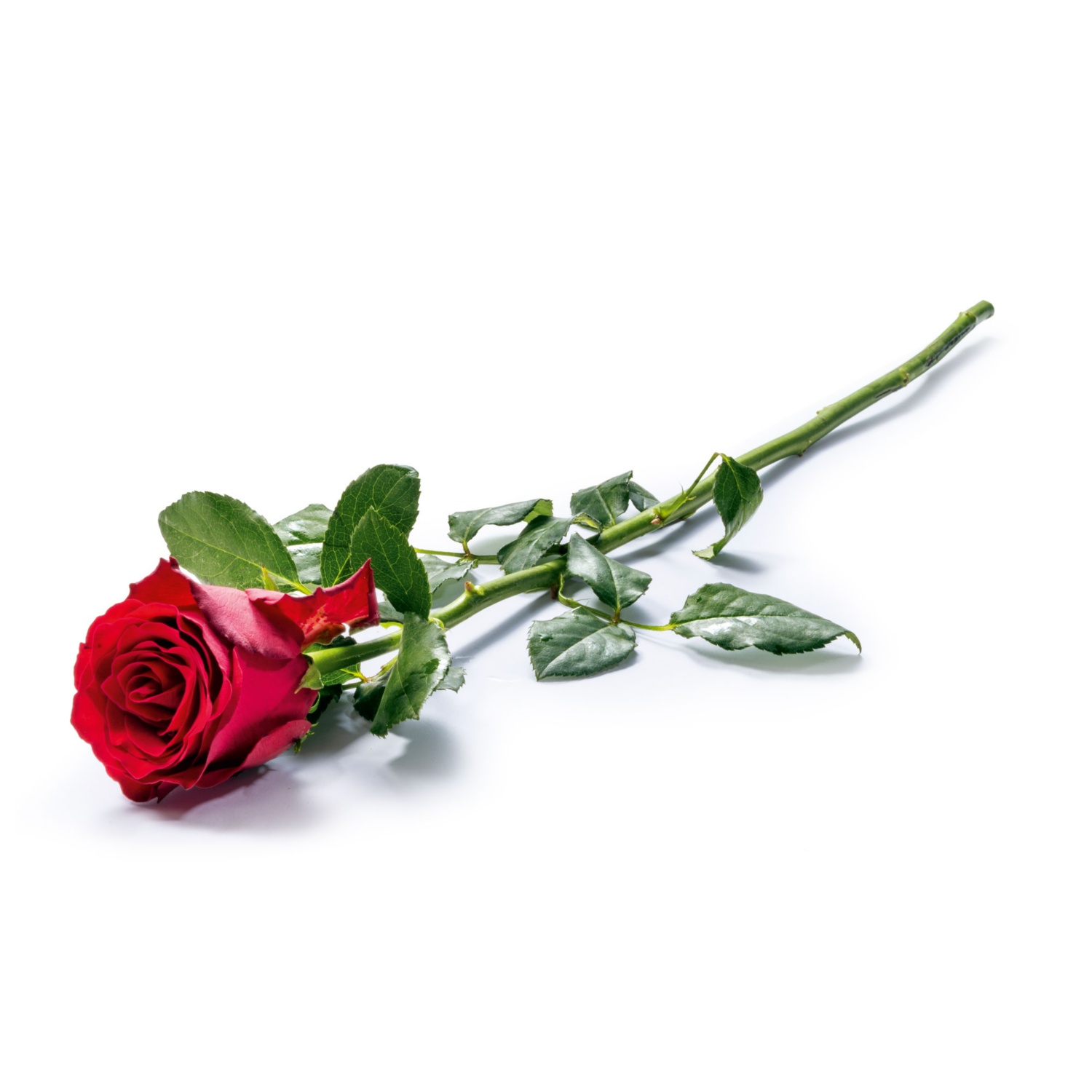 Langstiel-Rose, Rot