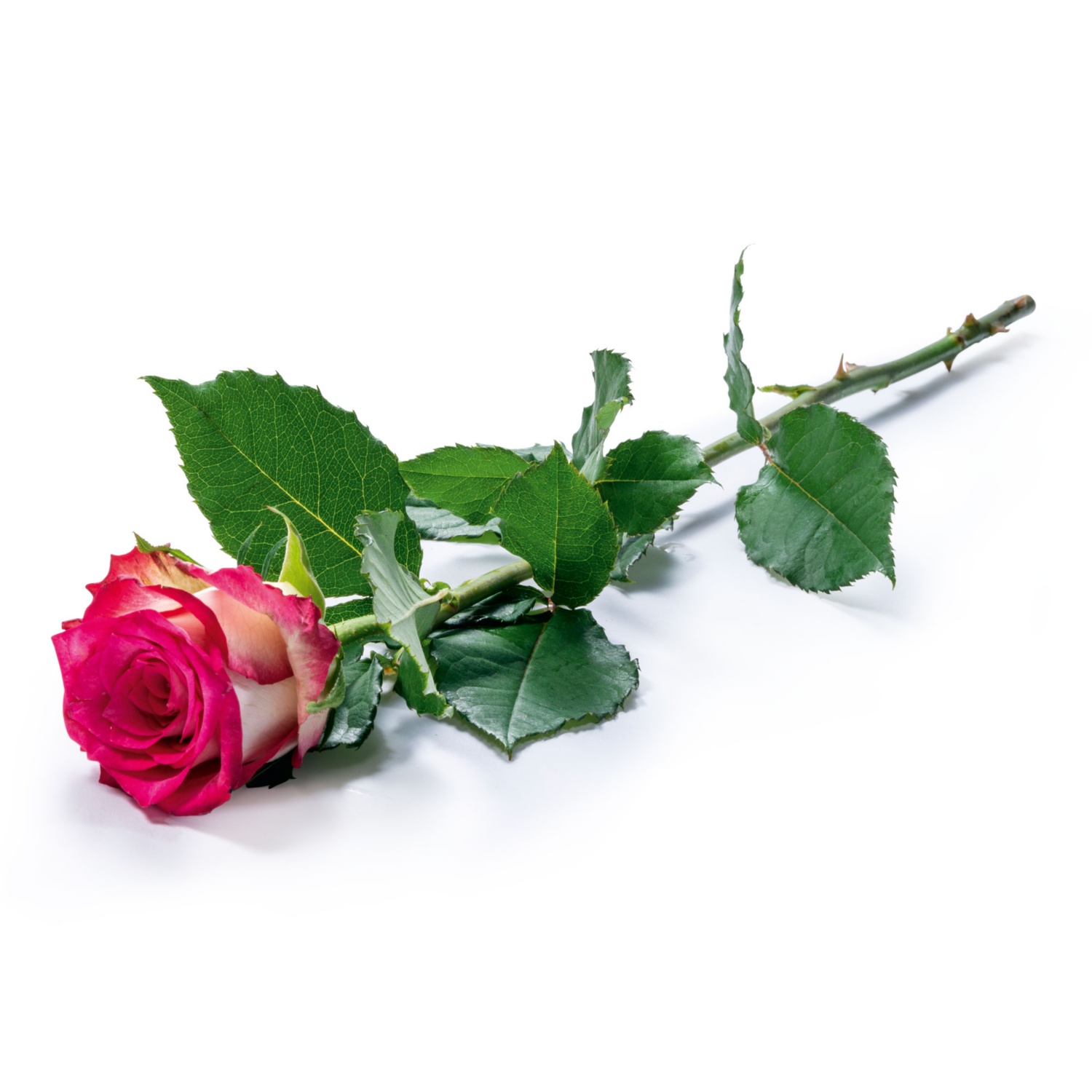 Langstiel-Rose, Rosa-Weiß