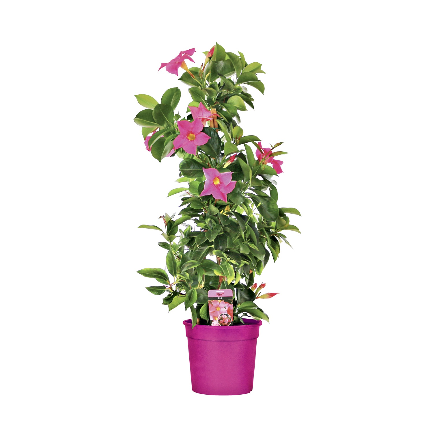 Dipladenia ALDI