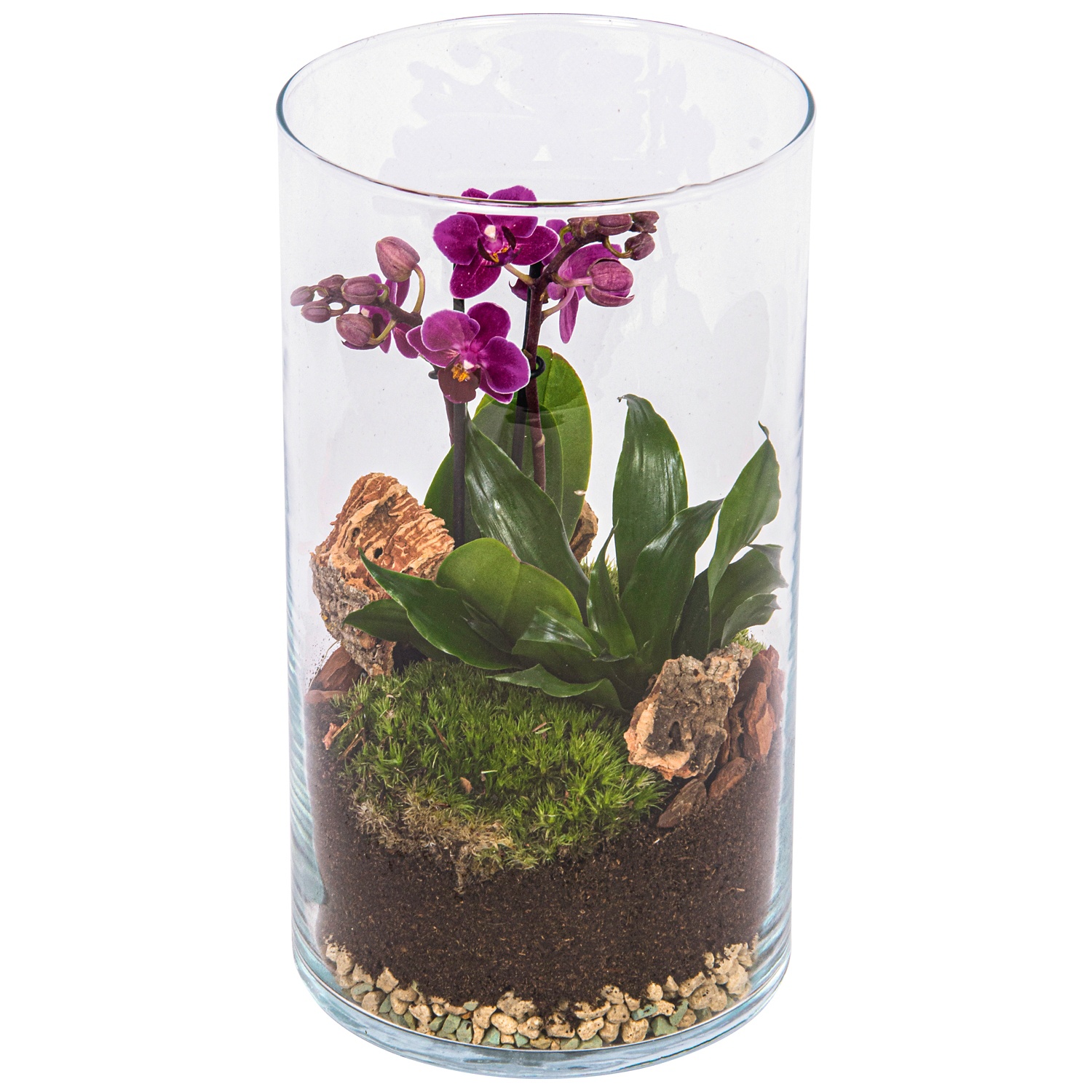 Orchidée de la Saint-Valentin dans un terrarium en verre