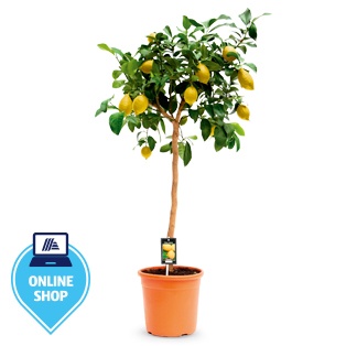 Zitronenbaum