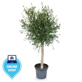 Olivenbaum