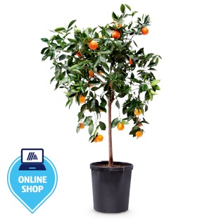 Orangenbaum