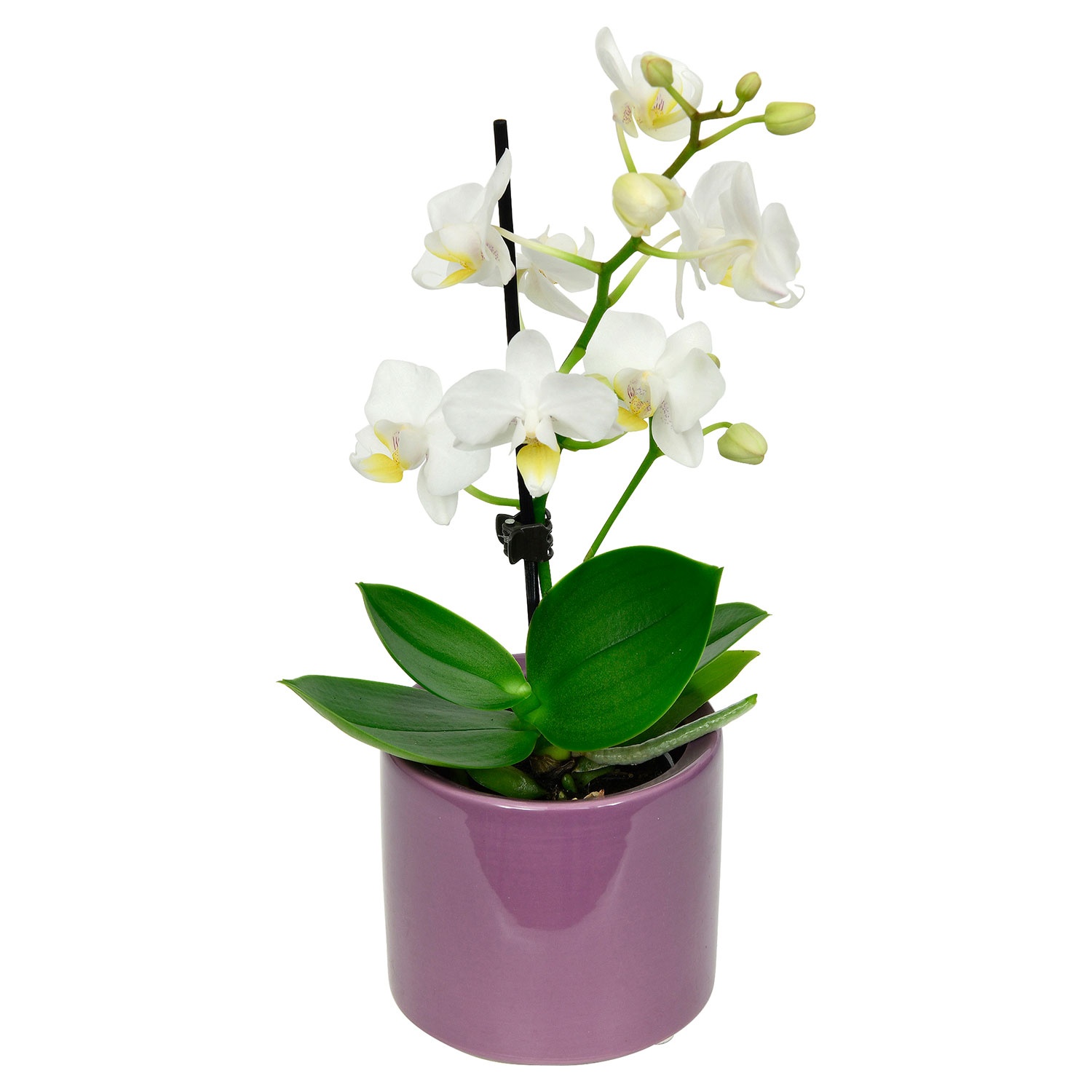 Angebot Aldi Süd GARDENLINE® MiniOrchidee im