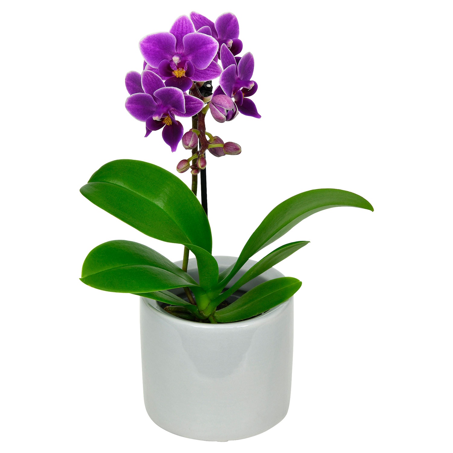 GARDENLINE® Mini-Orchidee im Topf