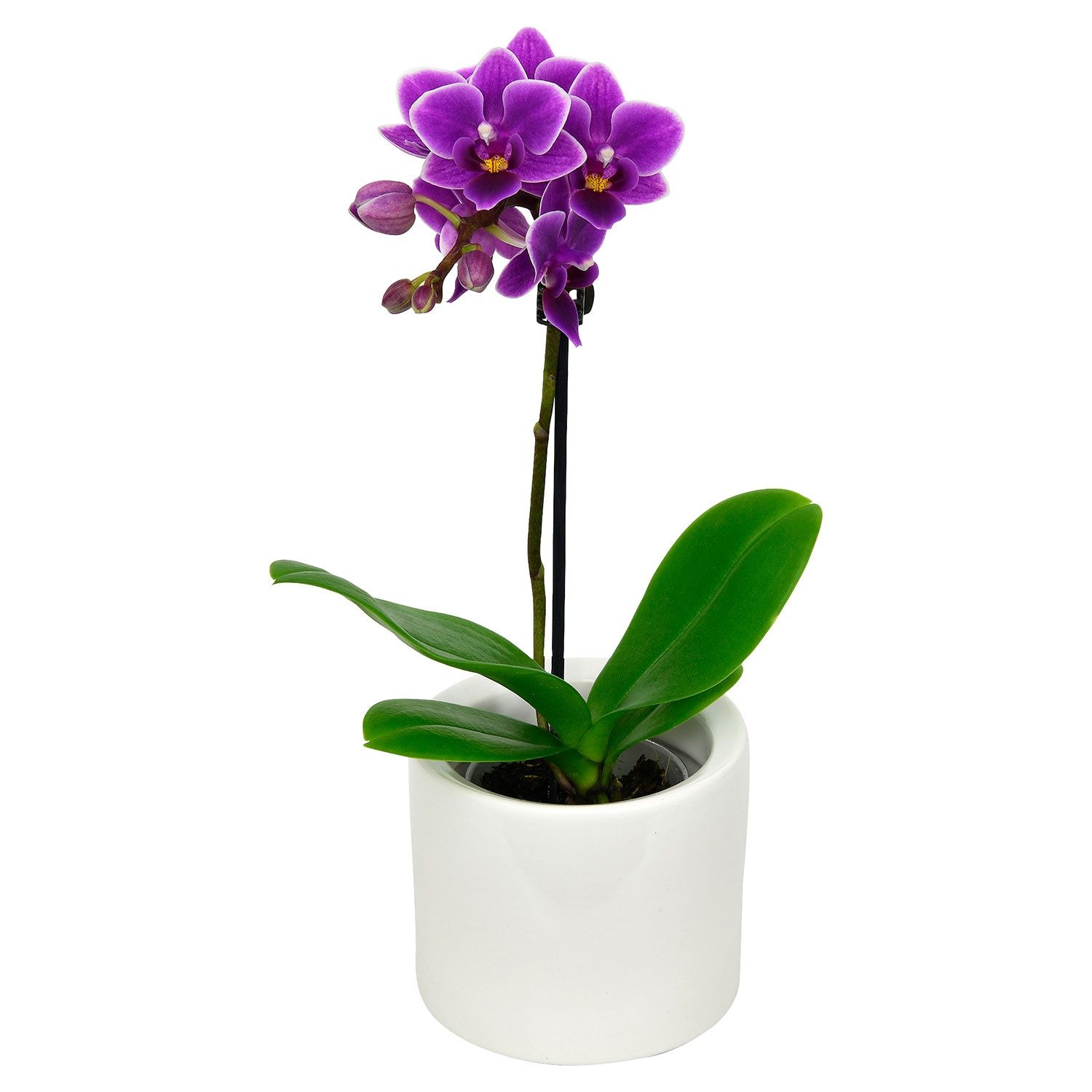 GARDENLINE® Mini-Orchidee im Topf
