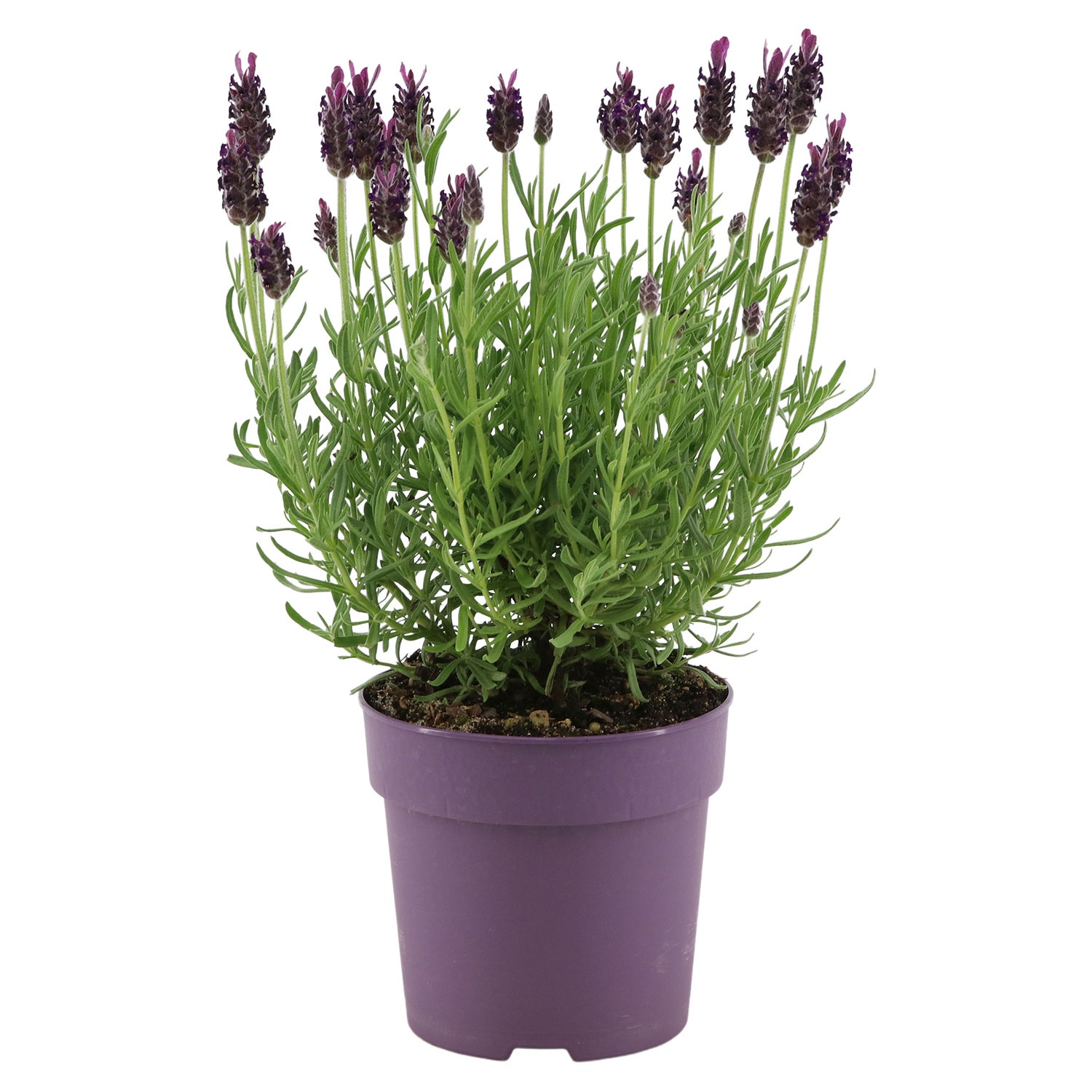 Schopf-Lavendel „Anouk“