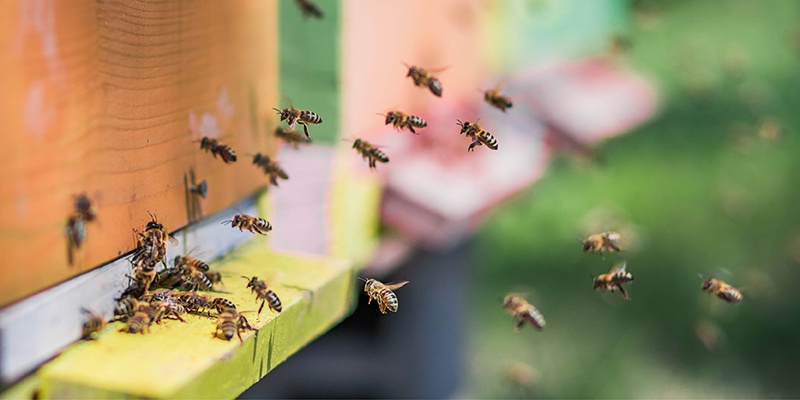 A rovarhotelek lakói