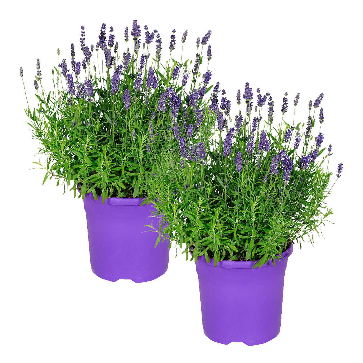 Gartenrose oder Lavendel
