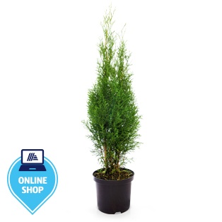 Smaragd Thujen 80 cm