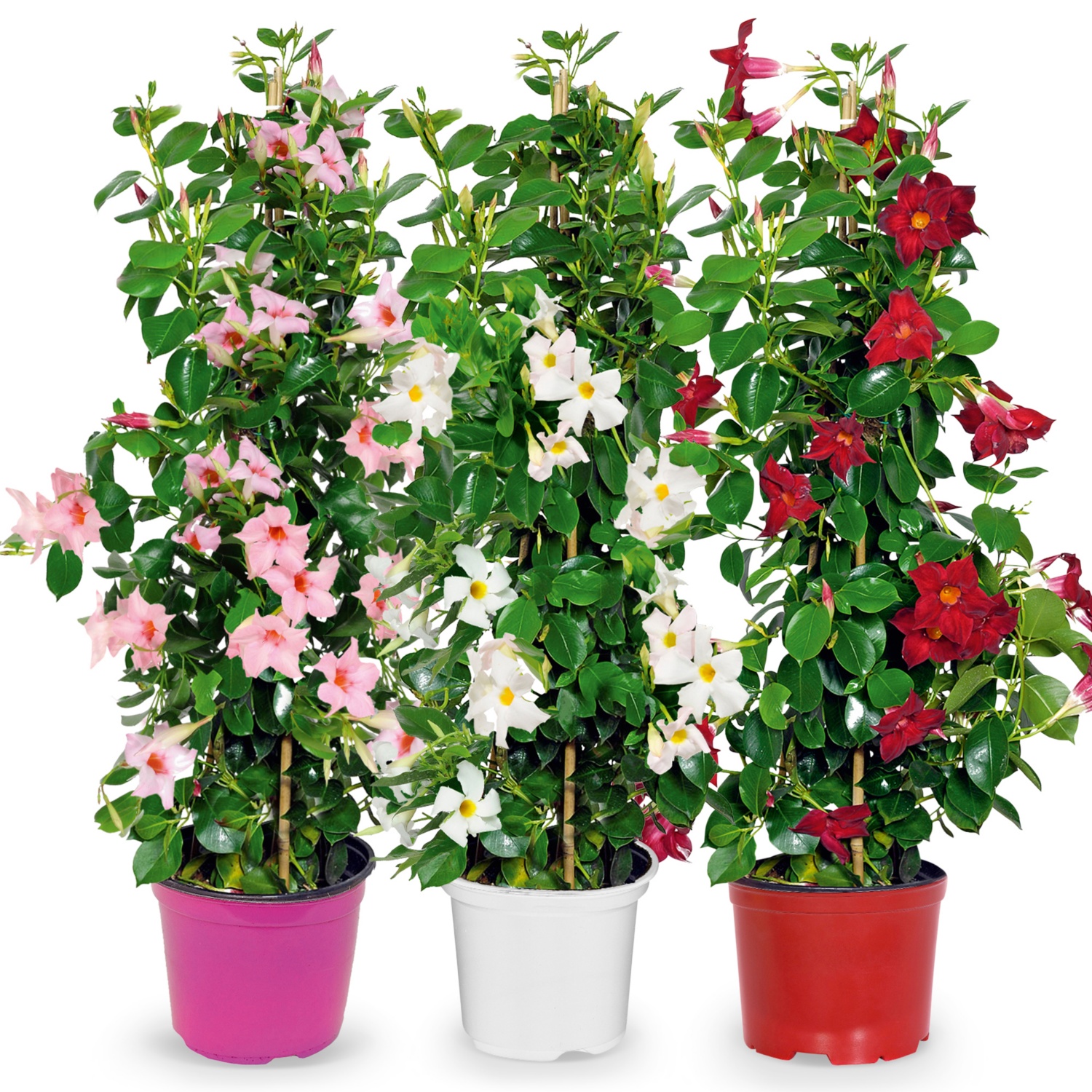 Dipladenia