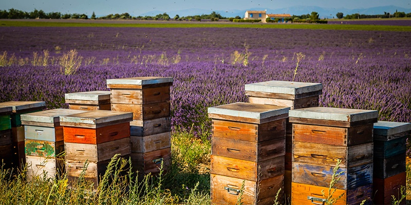 Méhészek feladatai: Április