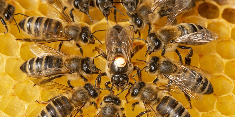 Méhészek feladatai: Május/Június