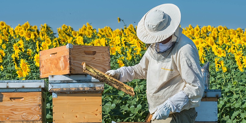 Méhészek feladatai: Július