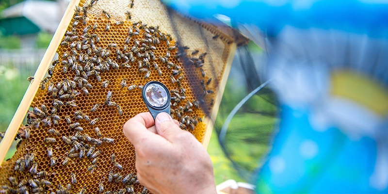 Méhészek feladatai: Augusztus
