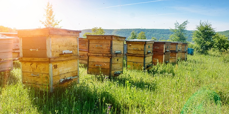 Méhészek feladatai: Szeptember