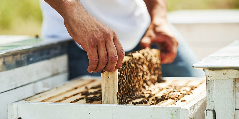 Méhészek feladatai: Október