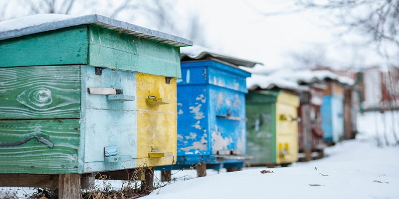 Méhészek feladatai: December