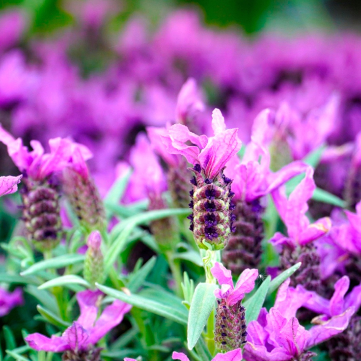 Lavanda italiana