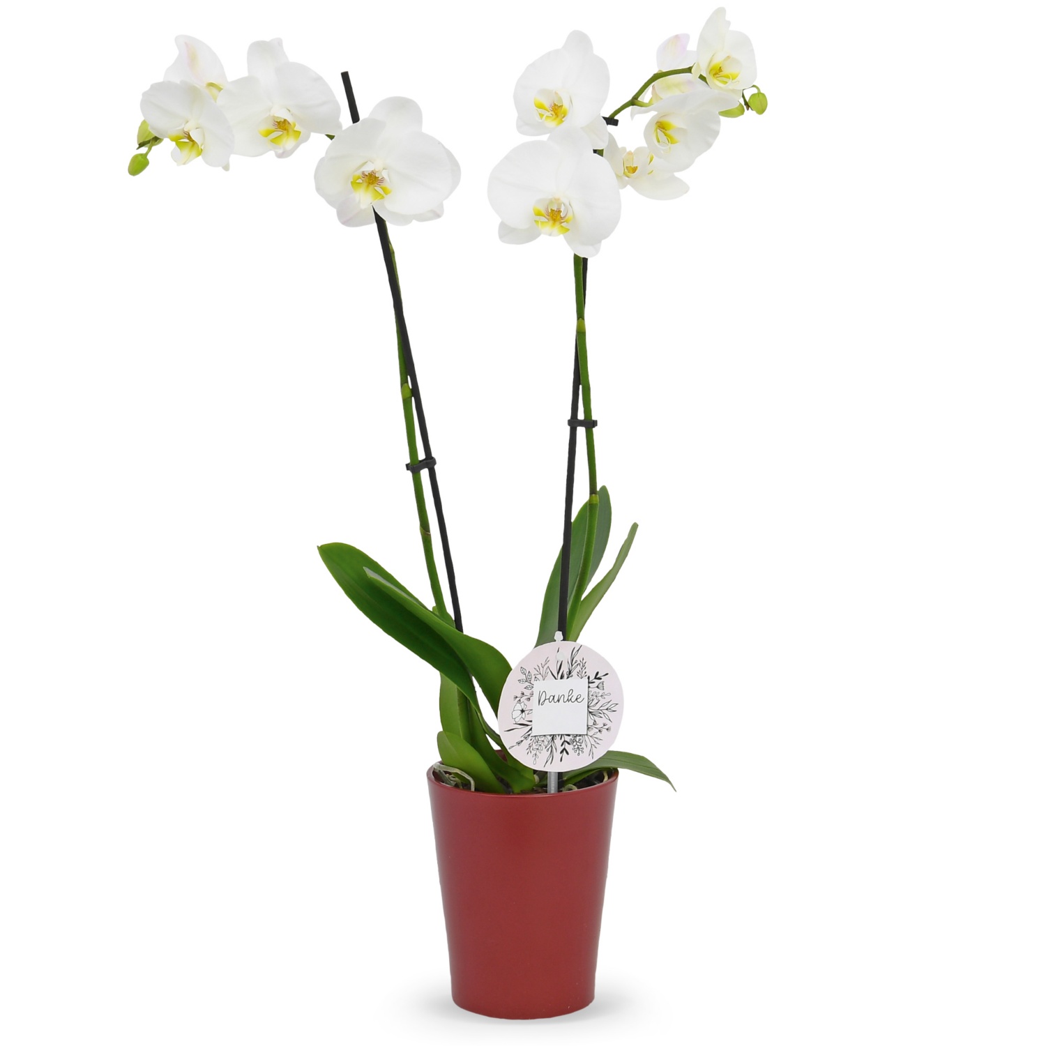 Orchidea 2 steli