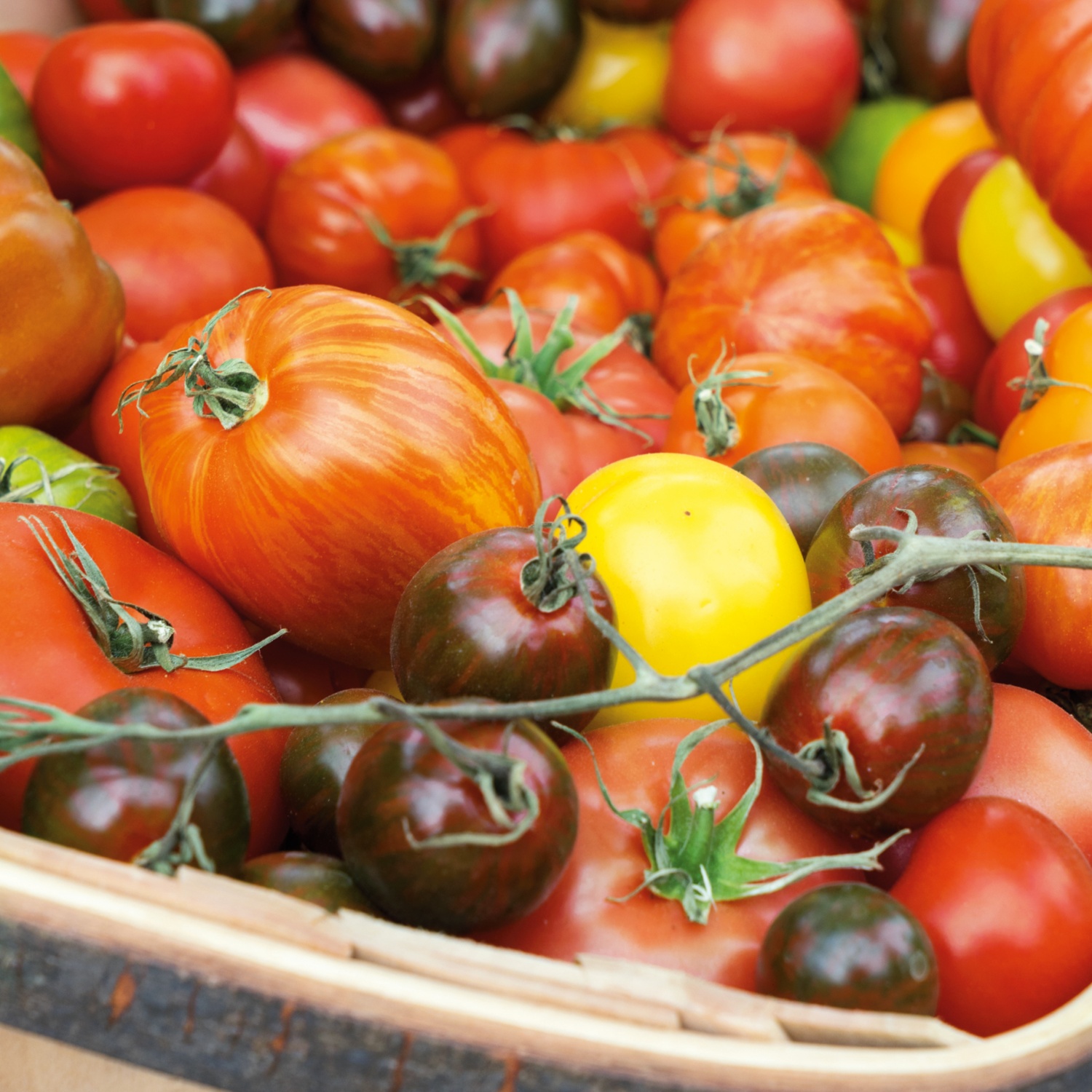 ZURÜCK ZUM URSPRUNG BIO-Tomatenrarität