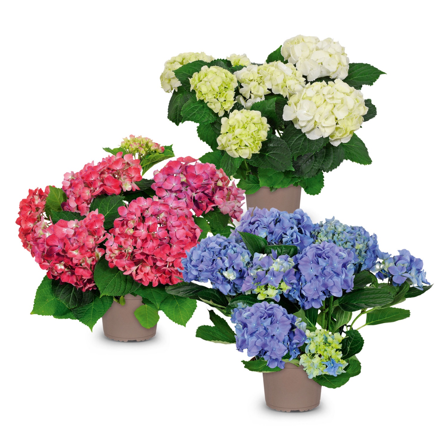 Hortensia de jardin | ALDI SUISSE