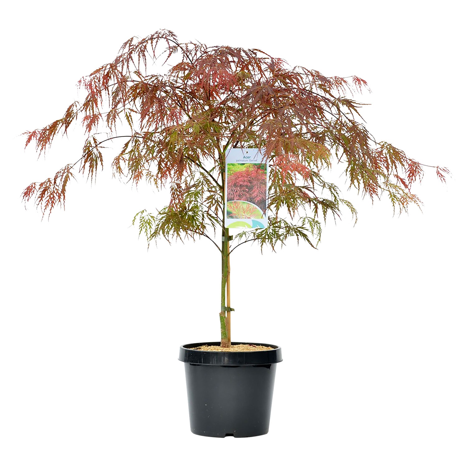 GARDENLINE® AhornStrauch ALDI SÜD