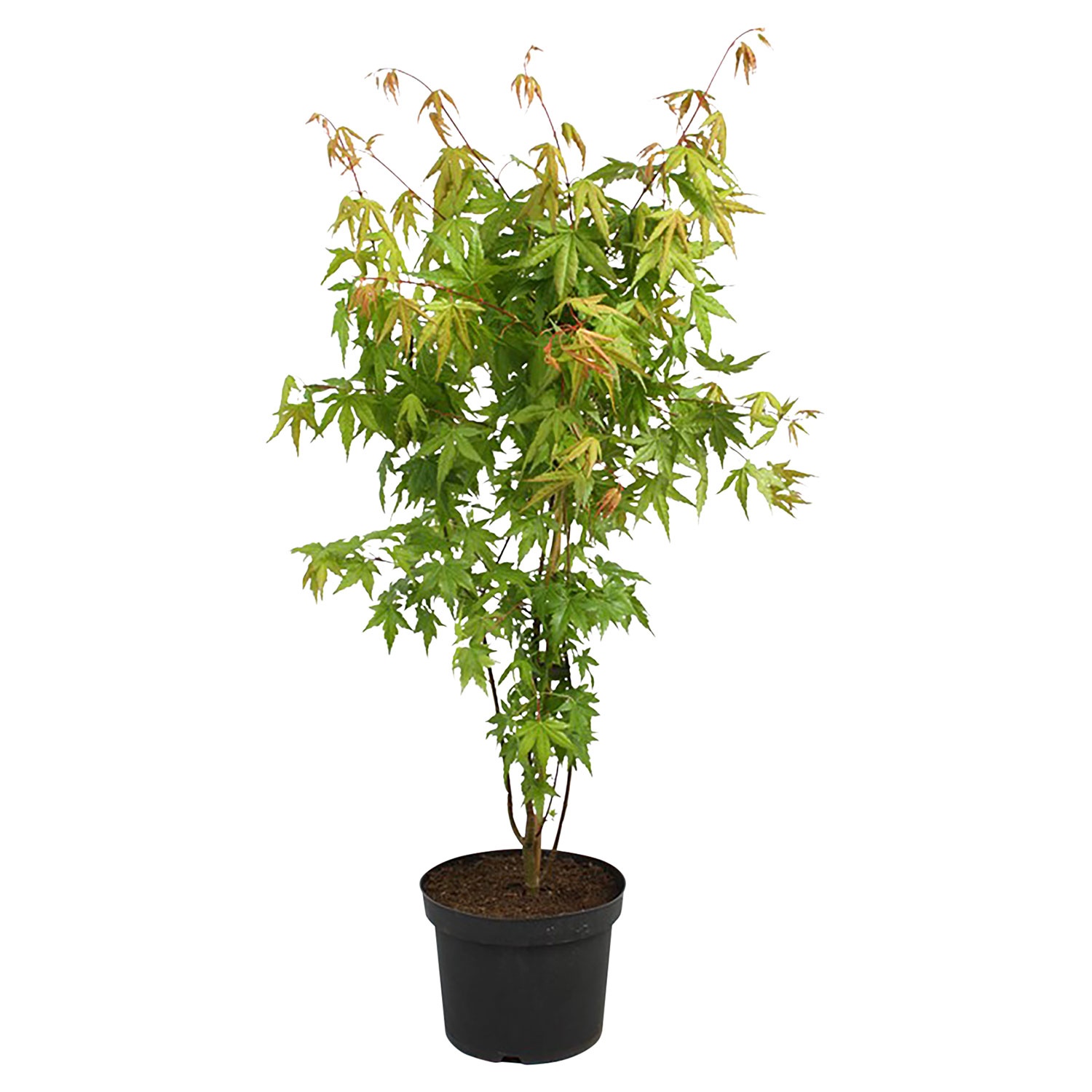 GARDENLINE® AhornStrauch ALDI SÜD