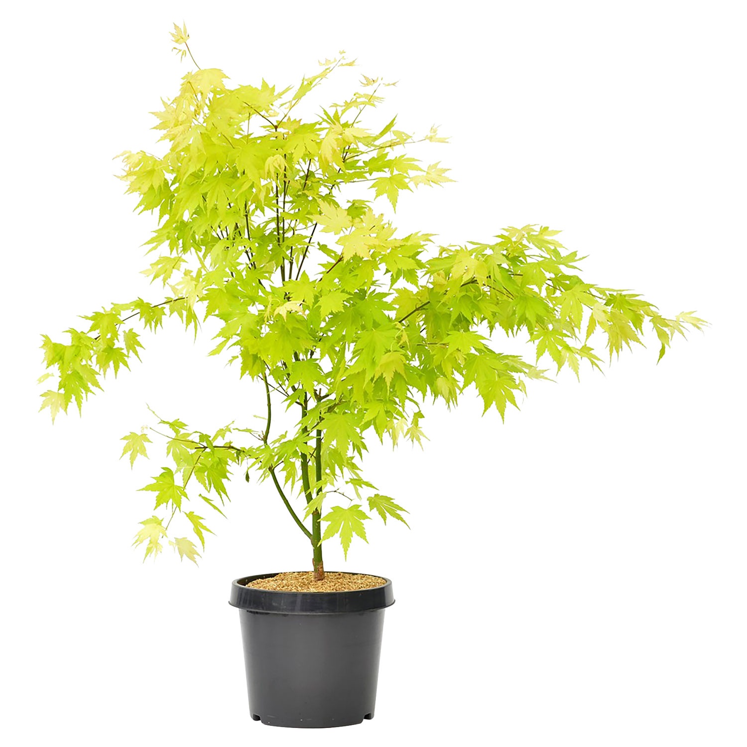 GARDENLINE® AhornStrauch ALDI SÜD