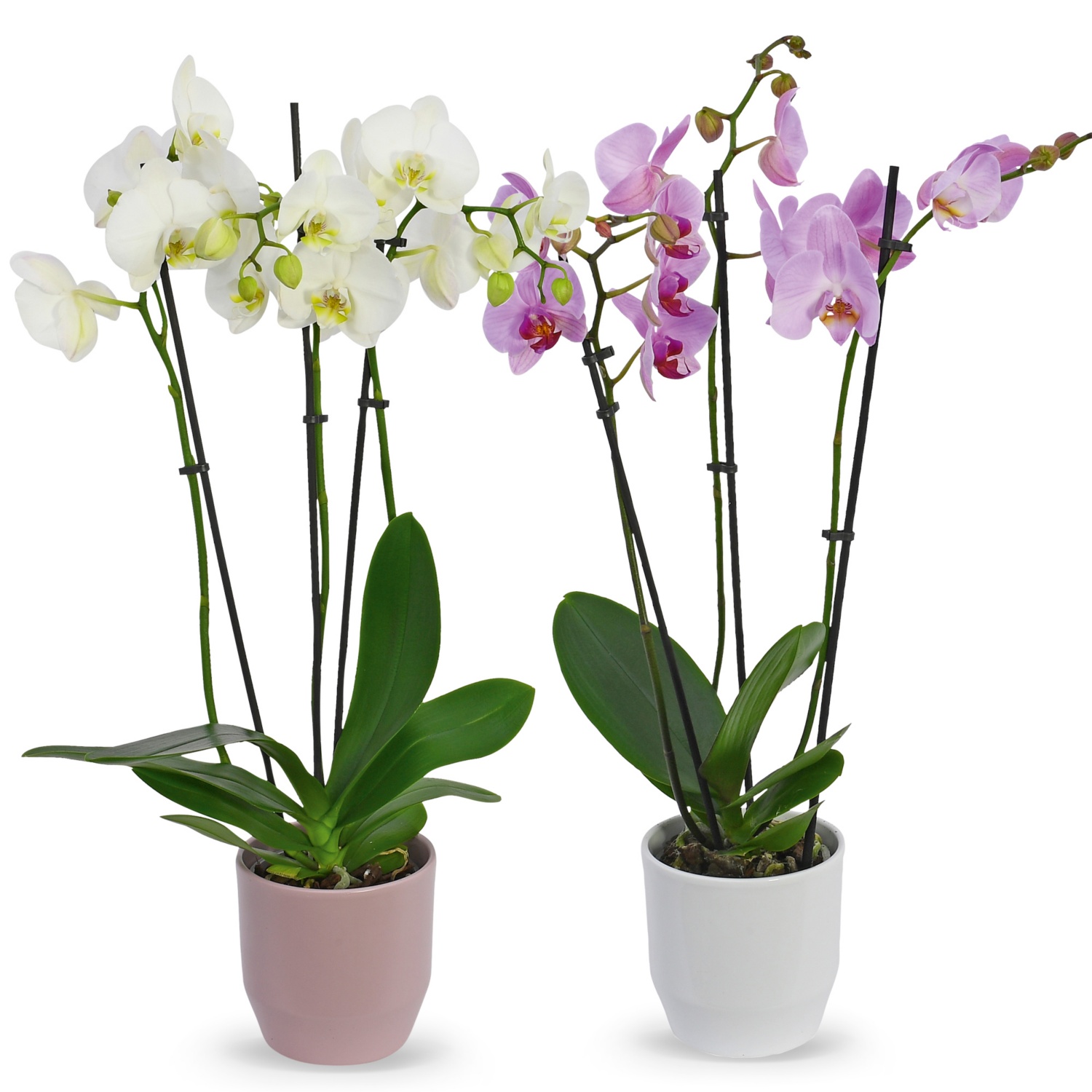 Orchidee 3-Trieber