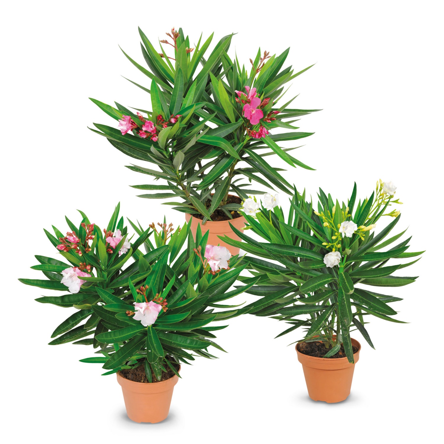 Oleander