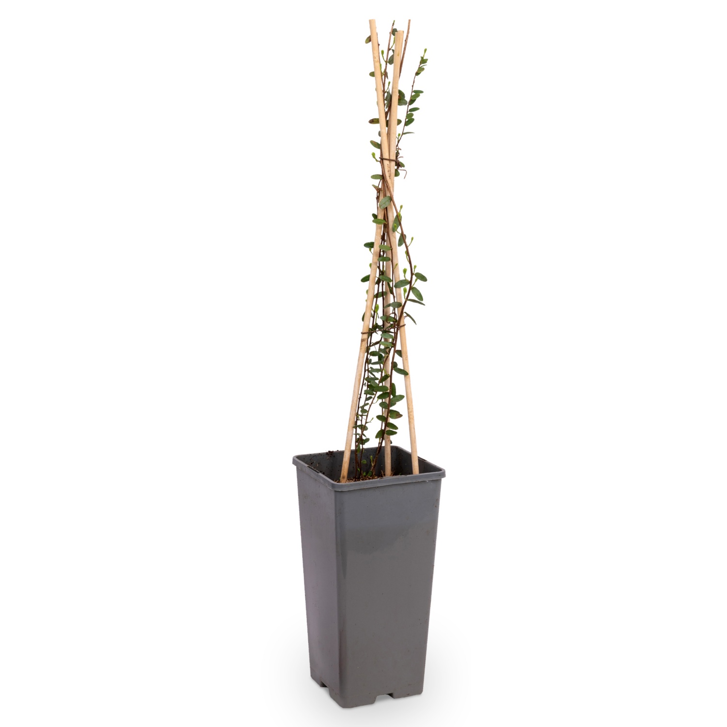 SuperfoodPflanzen, Cranberry HOFER