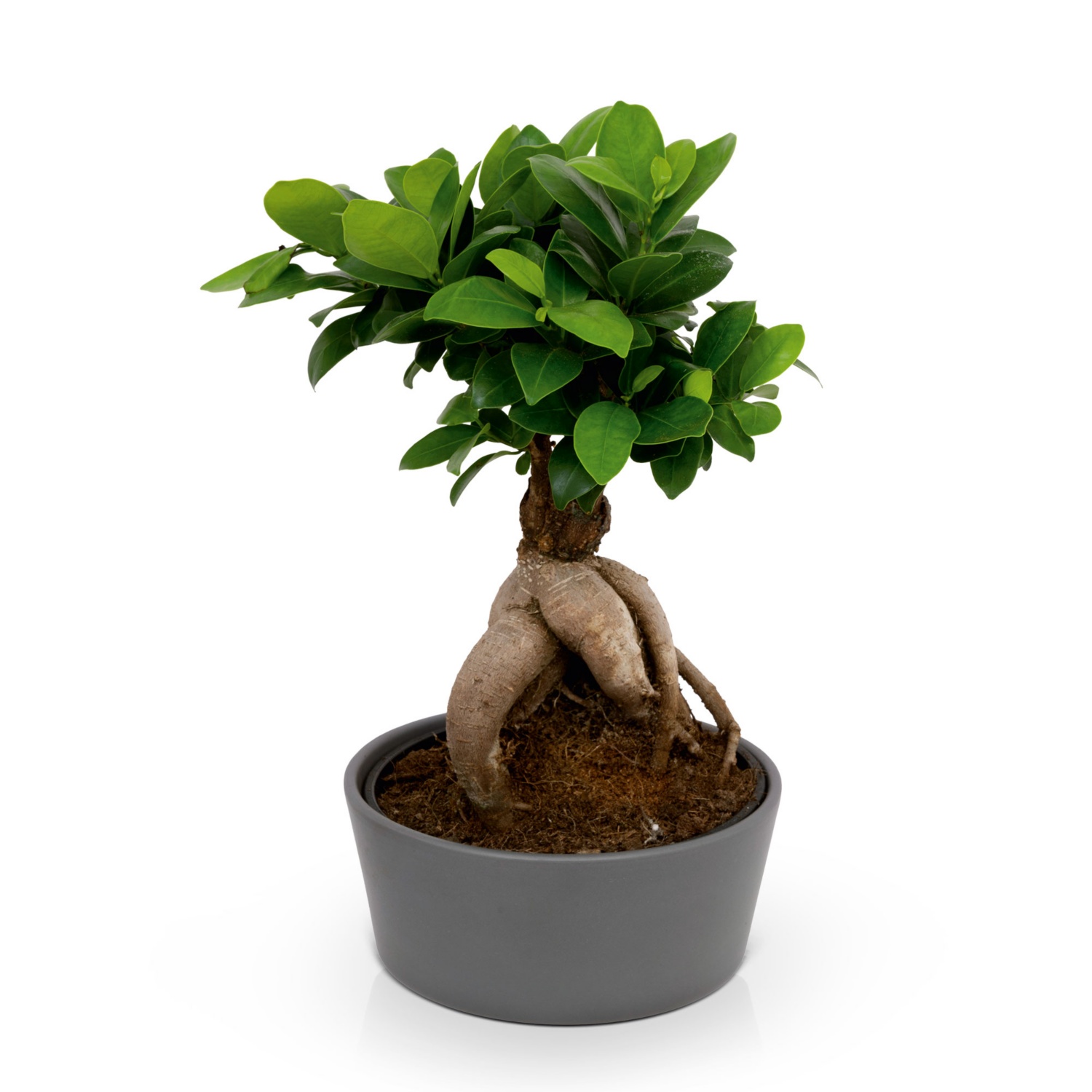 Bonsai, € 150,- (9781 Flaschberg) - willhaben