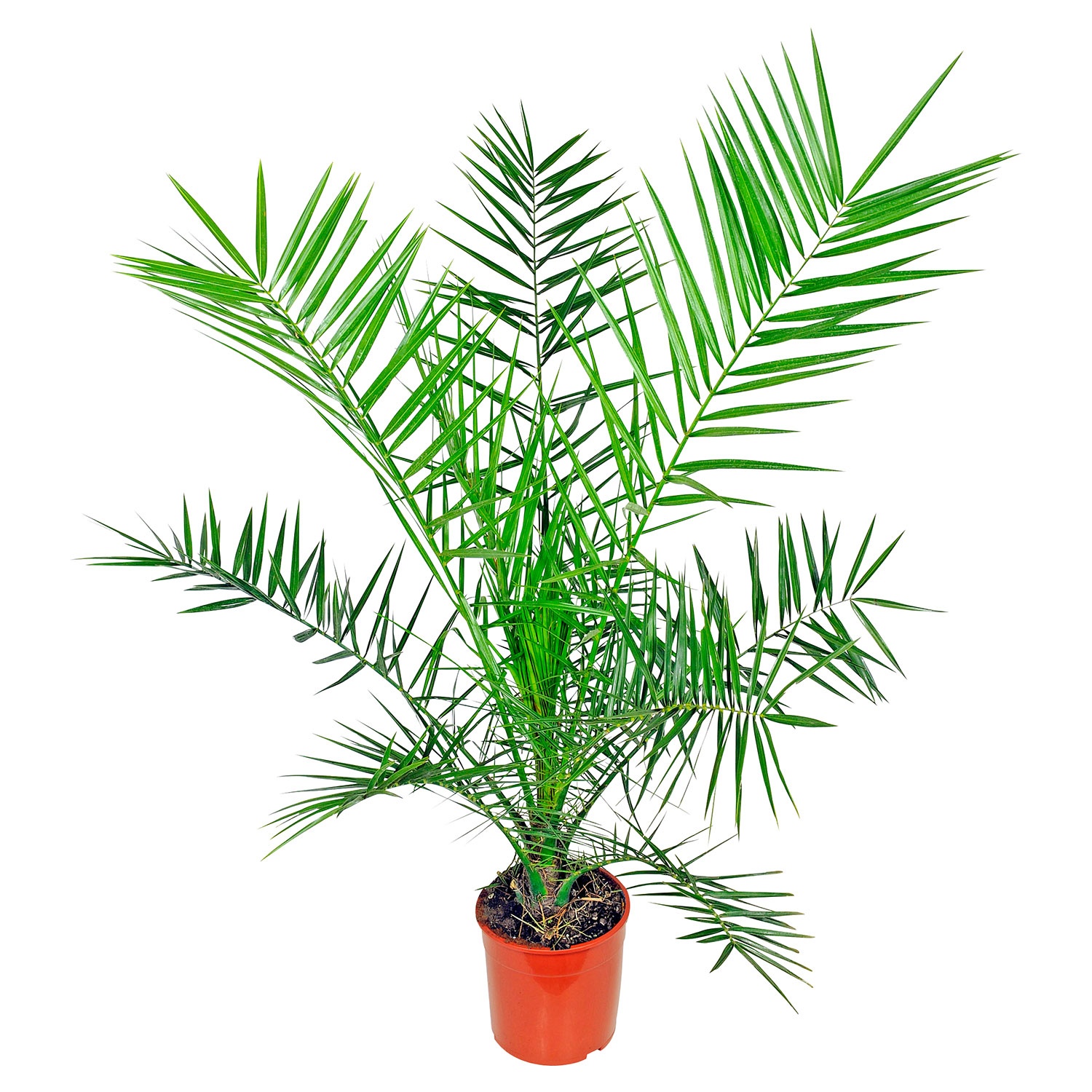 GARDENLINE® Palmen- oder Bambuspflanze