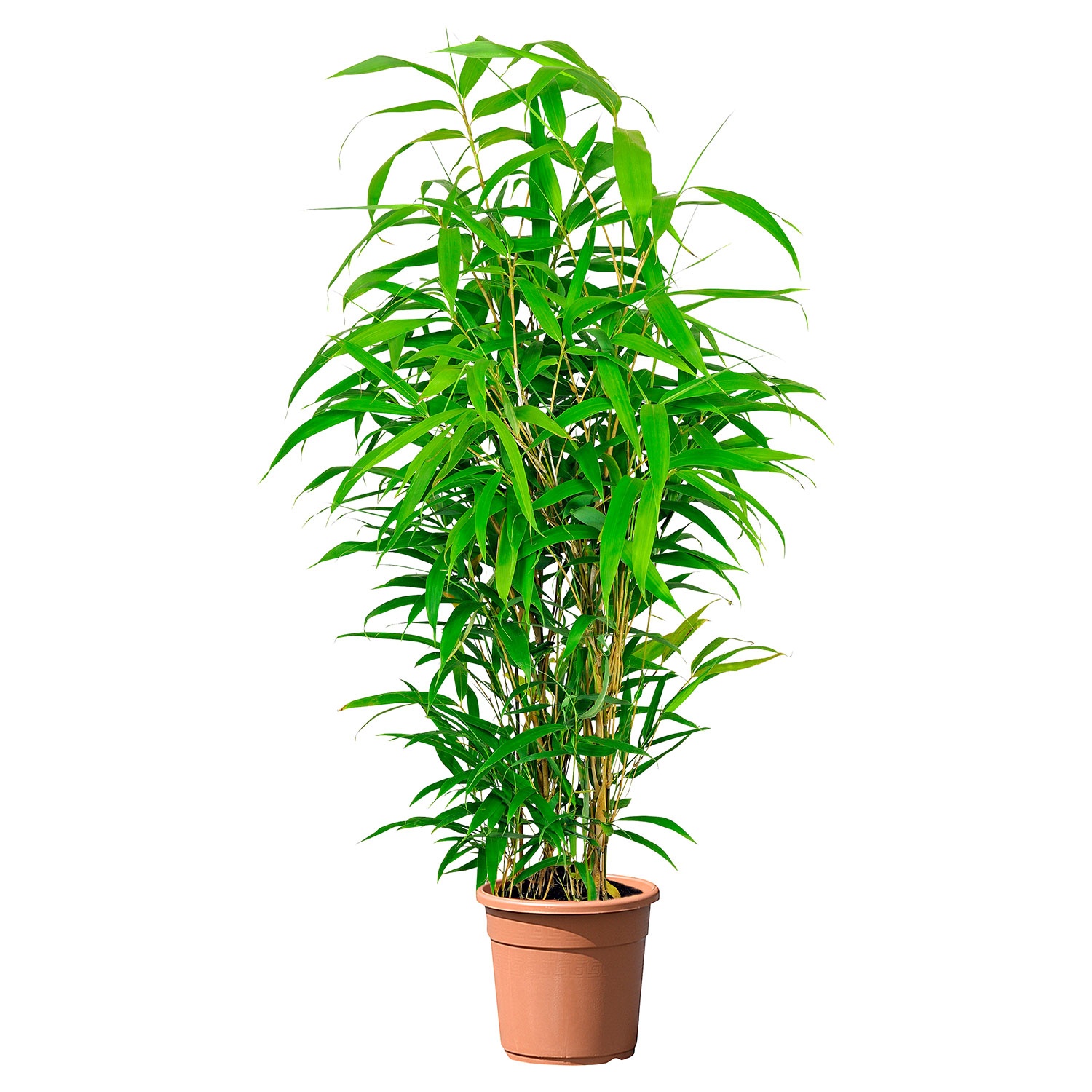 GARDENLINE® Palmen- oder Bambuspflanze
